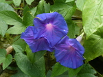 FZ006076 Tropical blue flowers.jpg